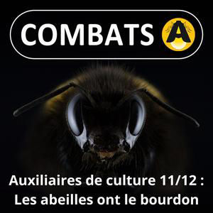 SPÉCIAL Auxiliaires 11/12 : (Re)connaître les abeilles sauvages