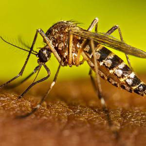 Florida confirms death from dengue as state struggles with recent outbreak