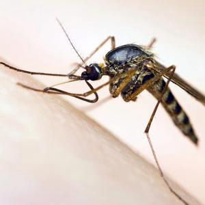 Drépanocytose et moustique tigre