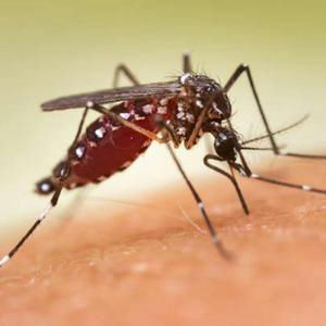 La invasión del mosquito tigre