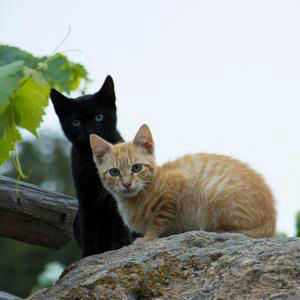 Scientists in Bolivia discover new a species of cat
